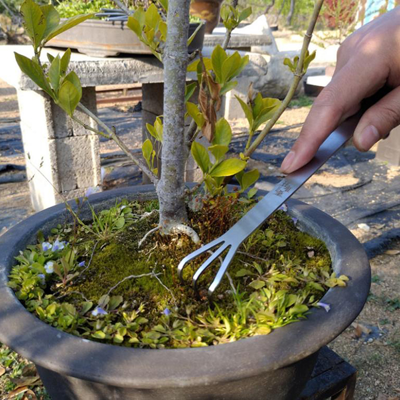 Hot Sale Stainless Steel Root  - Bonsai Garden For Sale avaliação e preço