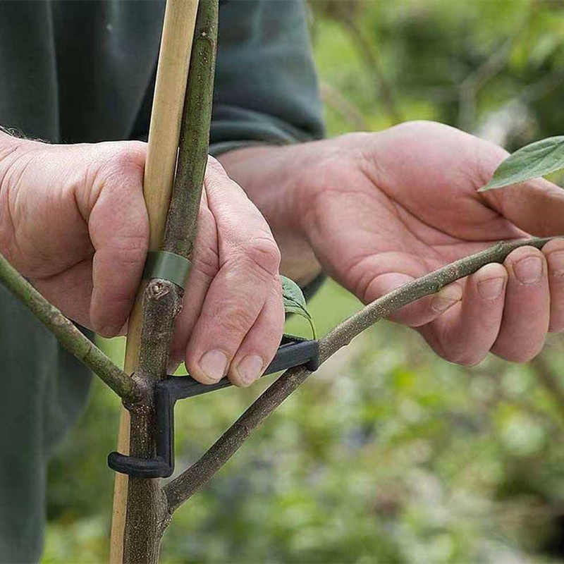 10-30Pcs Fruit Tree Clips Plan - Bonsai Garden Tools avaliação e preço