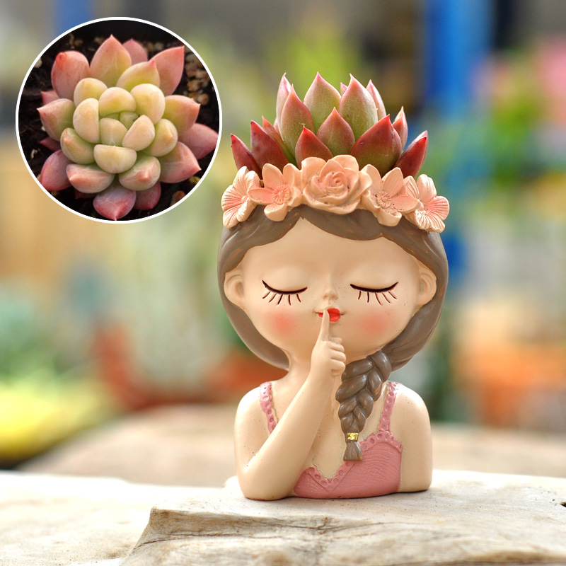 Fairy Succulent Flowerpot Desk - Bonsai Tree Zen Garden avaliação e preço
