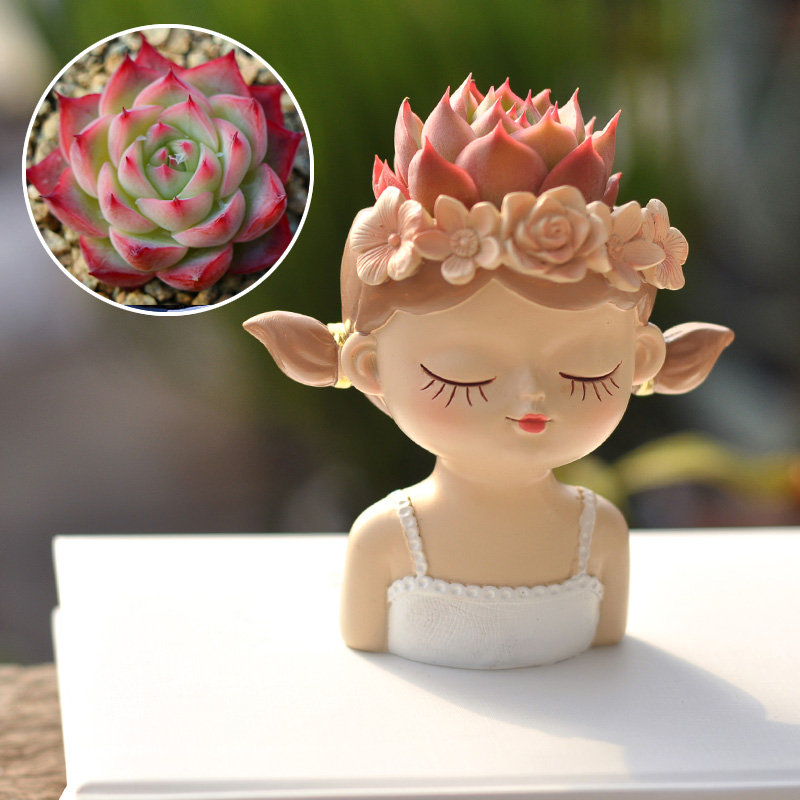 Fairy Succulent Flowerpot Desk - Bonsai Tree Zen Garden avaliação e preço
